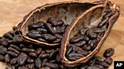 Cocoa beans
