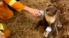 Ribuan Koala Diperkirakan Mati dalam Kebakaran Hutan di Australia 