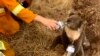 Australia Fears for its Koalas, and Fire Danger Rises