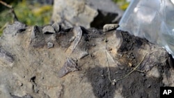This July 14, 2011 provided by the U.S. Fish and Wildlife Services shows fragments of bone protruding from the top edge of this piece of shale are several plesiosaur vertebrae, at the Charles M. Russell National Wildlife Refuge, Montana.