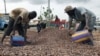 Will Cost of Cocoa Raise the Price of Valentine's Day?