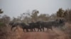 ARCHIVES - Des éléphants passent une route dans le parc national de Pendjari, le 10 janvier 2018.
