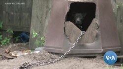 US Senate Passes Bill Making Animal Cruelty a Federal Felony