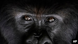 A silverback mountain gorilla named Segasira looks up as he lies under a tree in the Volcanoes National Park, Rwanda, Sept. 2, 2019. 