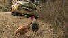 chickens