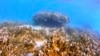 Scientists Create Corals in Lab to Better Resist Climate Change