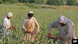 تیرکال په افغانستان کې ۳۳۰۰ ټنه اپین تولید شوی وو، خو سږکال دا اندازه ۴۸۰۰ ټنو ته پورته ختلې ده.
