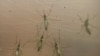 13.000 infectados por el Zika en Colombia
