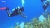Underwater Biodiversity Near Equator Shrinking, Report Finds 