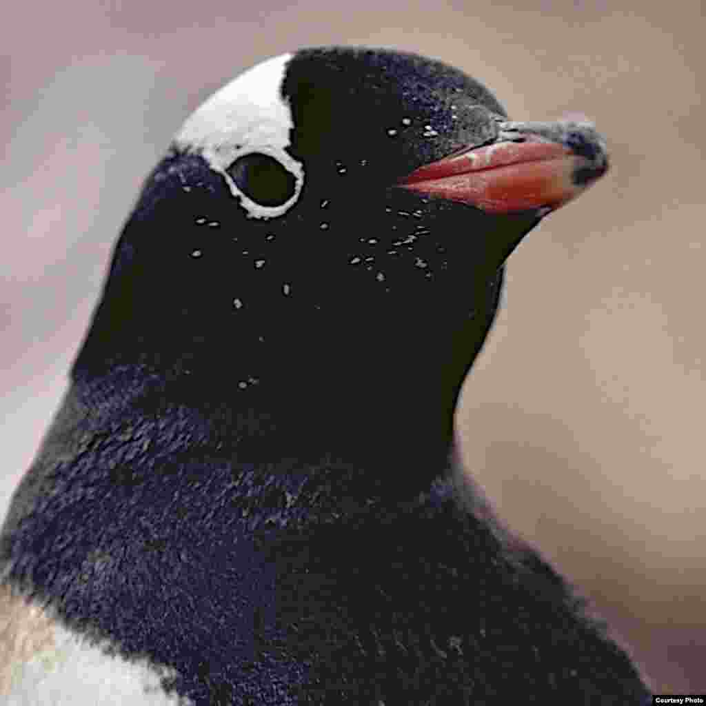 Penguin Gentoo. (OCEANITES/Ron Naveen)