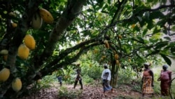 Eco: 9,6 millions de dollars pour le riz et le cacao libériens