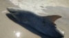 Half-Eaten Shark Washes up on Florida Beach