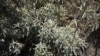 Researcher Explores Native American Herbal Remedies
